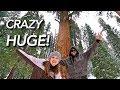 Beautiful Drive Through Giant Forest + The Largest Tree in the World