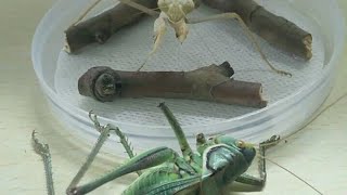 非洲绿巨螳螂捕食蝈蝈