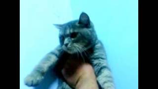 Кот в больнице Кот в больнице