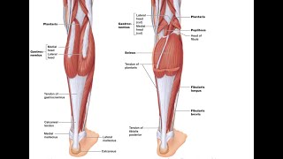 Two Minutes of Anatomy: Calf Muscles (Gastrocnemius, Soleus and Achilles Tendon)