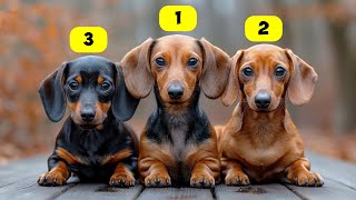 DACHSUND TYPES  3 TYPES OF DACHSUNDS