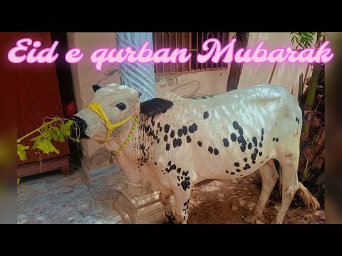 Cow slaughtering complete video | bail ki qurbani | Eid UL Adha