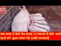 Pig farm , Pig farming / 10 Pig  से कैसे शुरू करें सूअर पालन/how to start pig farming/ स्ट्रक्चर