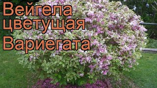 Вейгела цветущая Вариегата (variegata) 🌿 обзор: как сажать, саженцы вейгелы Вариегата