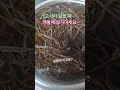 #고사리 삶을때 #건강 #채소 #음식 #food #힐링 #삼겹살