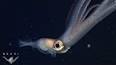 The Intriguing World of Cephalopods ile ilgili video