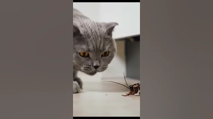 Watch the video about British shorthair cosmology series Cats vs. Cockroaches #cat #cute #funny #kitten