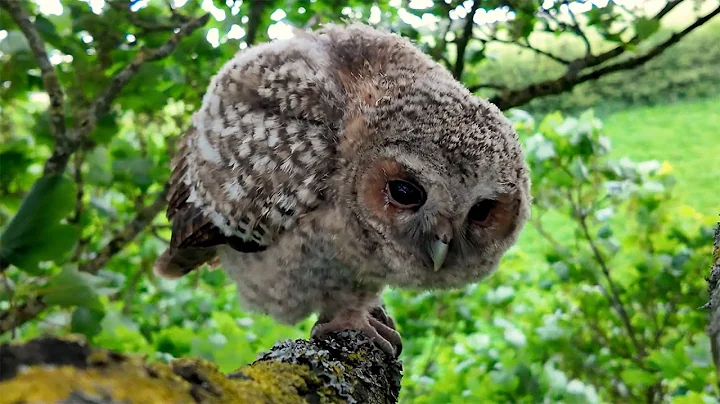 These Young Tawny Owls Have Just Left Their Nest | Luna & Bomber | Robert E Fuller