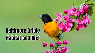 The Vibrant Baltimore Oriole: Habitat, Diet, and Secrets