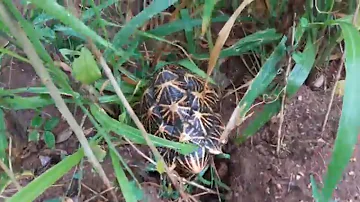 sri lankan star tortoise cross the road