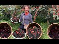 Full 2 months process from harvesting mulberries and soaking and fermenting mulberries