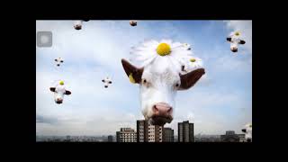 5/6/2053 the “cow alien virus” incident