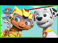 Cat Pack &amp; Moto Pups Rescue Episodes! | PAW Patrol | Cartoons for Kids Compilation