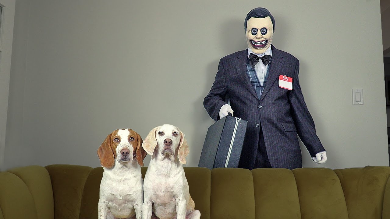 Dogs vs Zombie Salesman Prank: Funny Dogs Maymo & Potpie vs 'The Salesman' Creepypasta