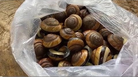 Đặc sản ốc,Cách luộc ốc núi không bị nhớt,Làm Sạch thơm ngon