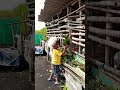 jangan ambil rumputku#shorts#fyp#trending#trending