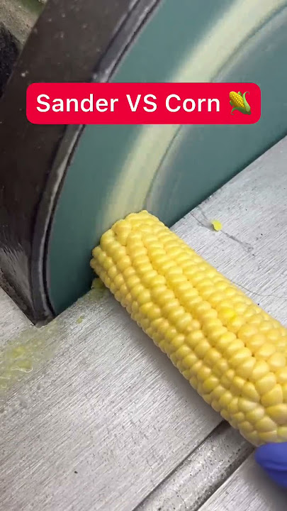Sander VS Corn 🌽
