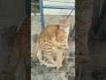 Cute cats#like #cat #kitten #viral #pets #trending #shorts #subscribe
