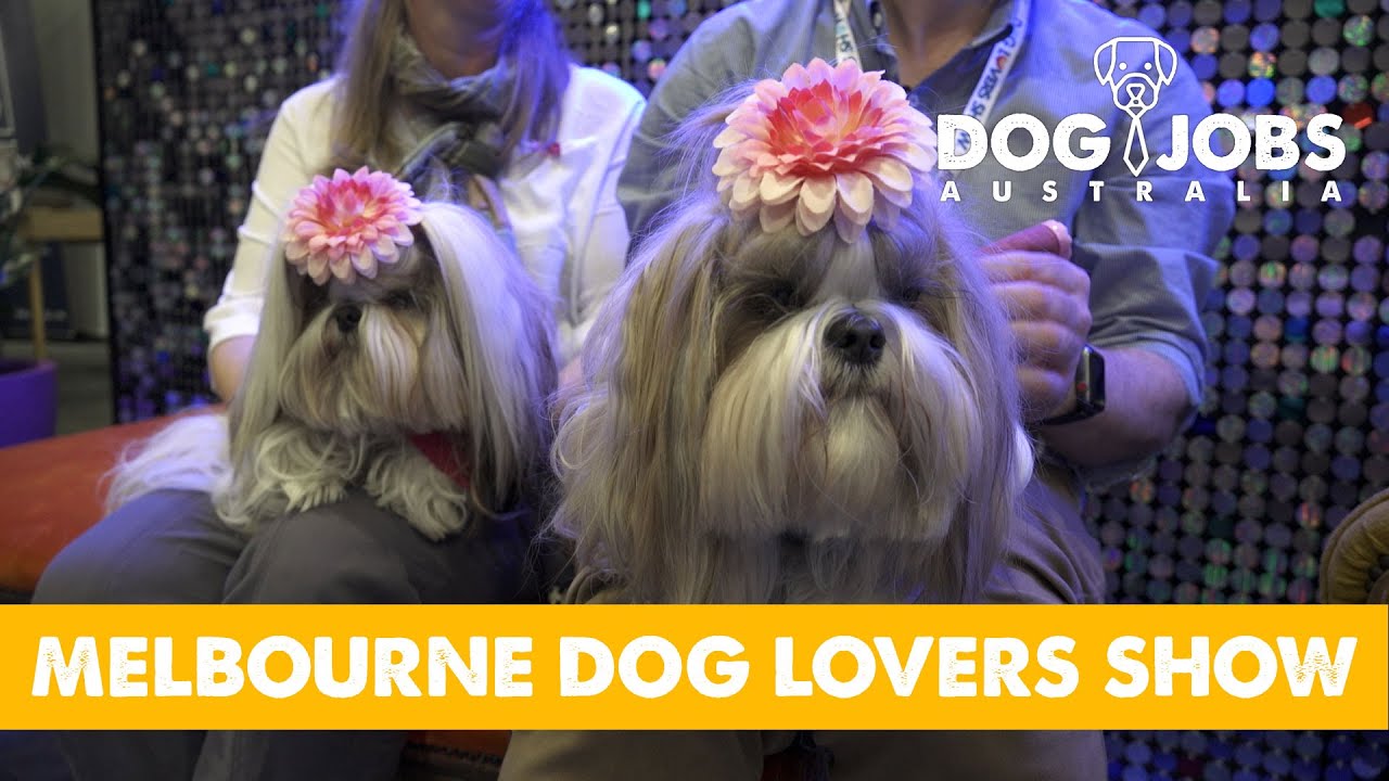 DOG JOBS AUSTRALIA S02E07 MELBOURNE DOG LOVERS SHOW YouTube dog-jobs-australia-s02e07-melbourne-dog-lovers-show-youtube