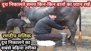 How to buffalo by hand milking,, दूध निकालने का सबसे बढ़िया तरीका,,Randeep Malik sir