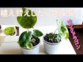 植え替えたら一気に成長 !?アロカシア ピンクドラゴン Alocasia Pink