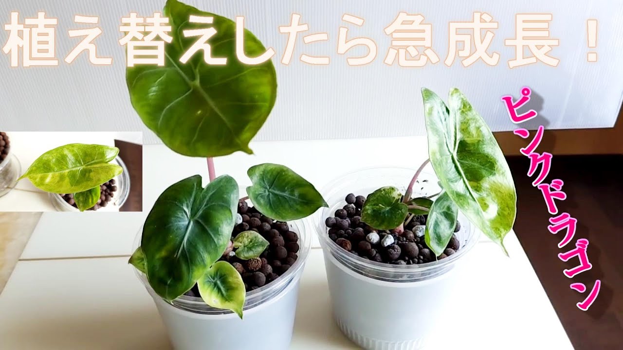 植え替えたら一気に成長 !?アロカシア ピンクドラゴン Alocasia Pink
