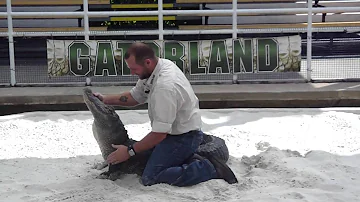Do alligators lay on their back?