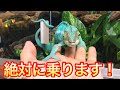 100%ハンドリング出来るカメレオンが可愛すぎる！
