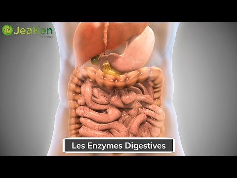 Vidéo: Où sont produits le plus d'enzymes digestives ?