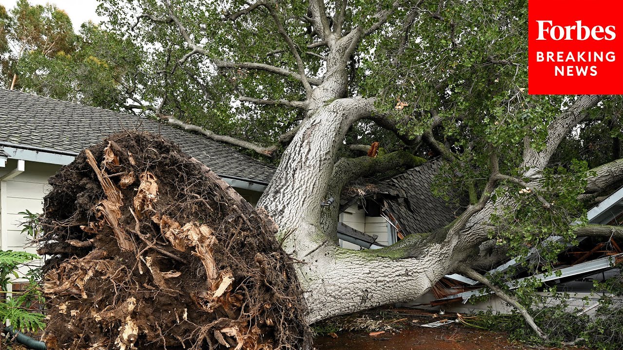 WATCH: Footage Reveals Downed Trees And Power Lines In Santa Barbara As ...