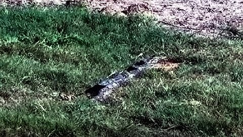 Tembe Elephant Park ~ this may be the Python that was injured and under vet care   April27, 2025