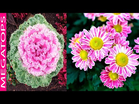 Video: Plantas y heladas: uso de plantas resistentes a las heladas en el jardín