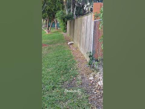 Wild bunnies Miami Florida. - YouTube