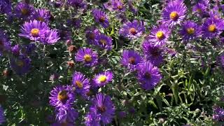💜💜My beautiful purple Aster fall flowers 💜💜