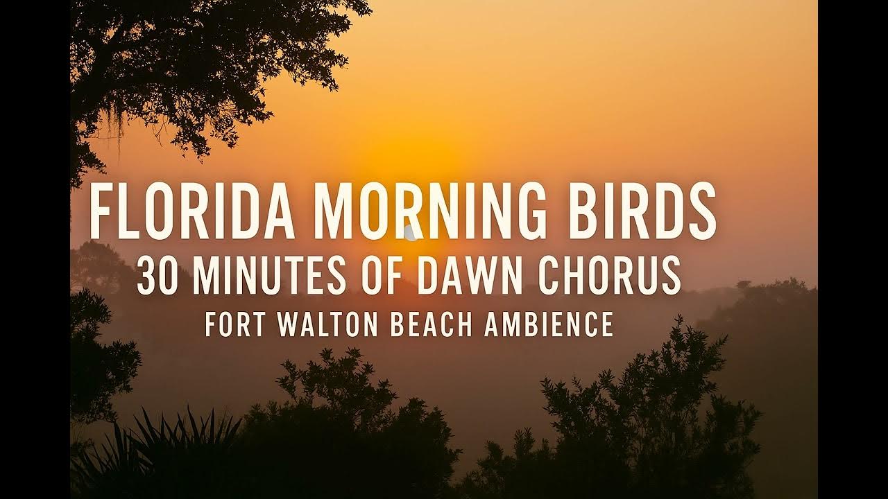 π
Florida Morning Birds | 30 Minutes of Dawn Chorus | Fort Walton Beach Ambience π¦ π
Florida Morning Birds | 30 Minutes of Dawn Chorus | Fort Walton Beach Ambience π¦