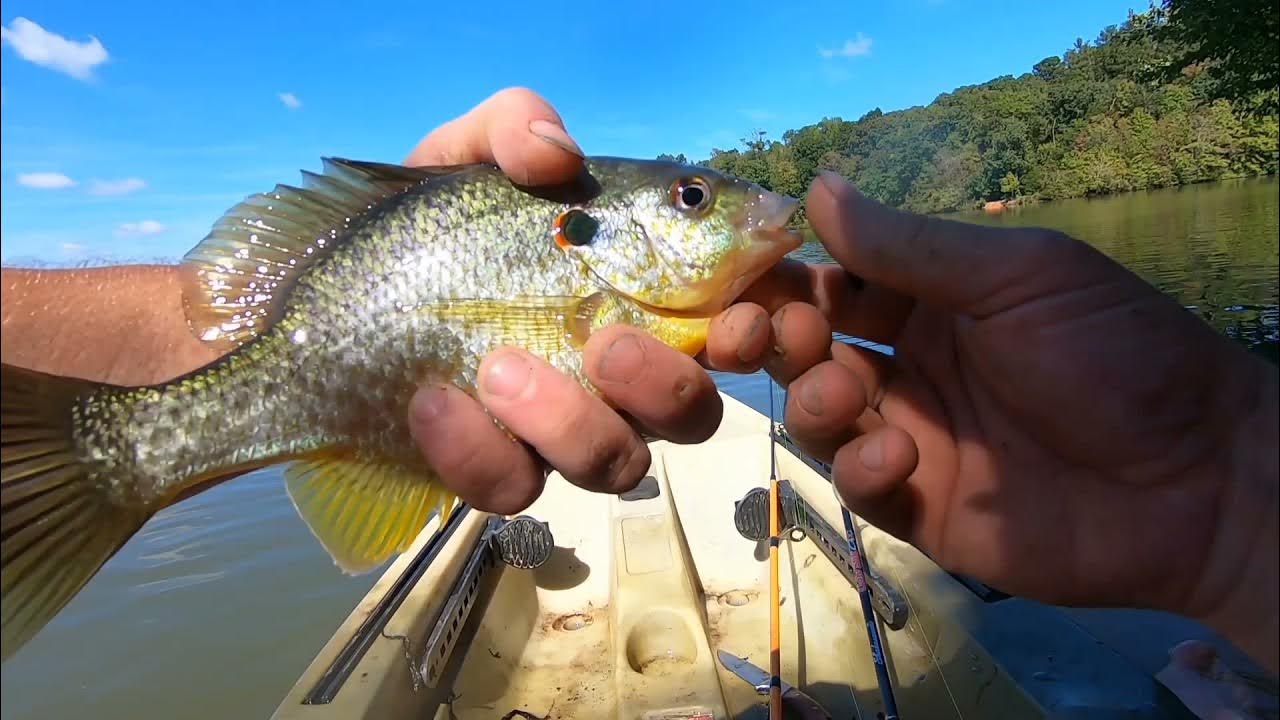 SIMPLE Effective way to catch FALL Bluegills and Shellcrackers YouTube