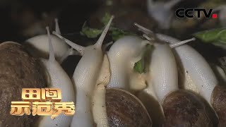 《田间示范秀》高手来了·蜗牛的家 20200502 | CCTV农业