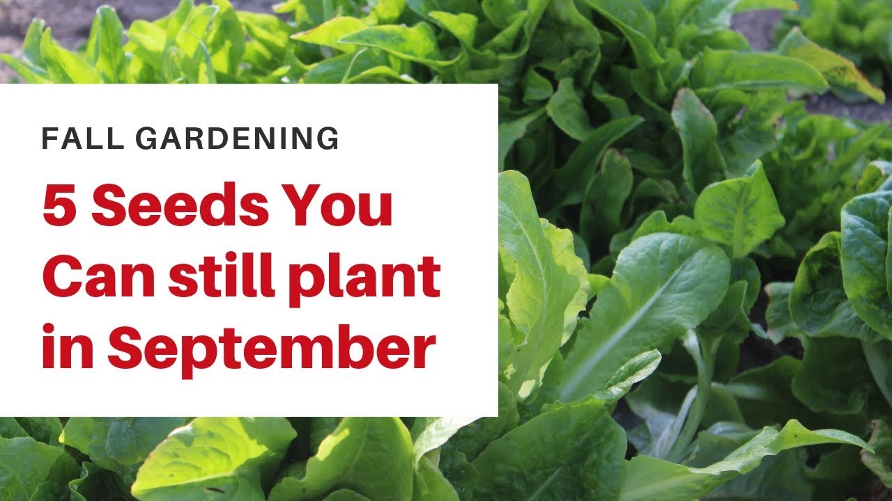 5 Seeds You can Still Plant in September