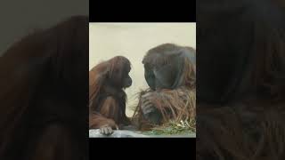 Orangutans Chilling.