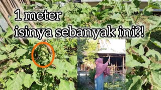 Download lagu Lahan 1 Meter Tapi Se-Padat Ini?! Panen Sayur Buat Masak Mie Goreng! 