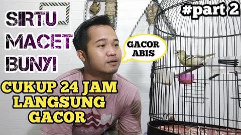 HANYA SEHARI BURUNG SIRTU MACET LANGSUNG GACOR LAGI