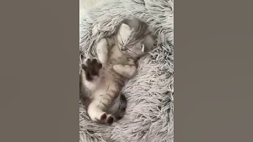 Wake up you lazy cat 😺