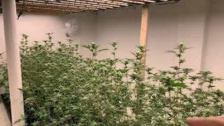 Day 21 of Flower - Growers Choice LED and Floraflex Nutrients