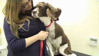 Tri Paw Pals: Jasper
