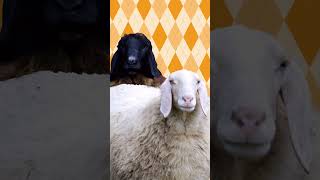 Funny Thanksgiving Jokes with Floofy Sheep - Take a Beat & Laugh with Barnyard Beats :)