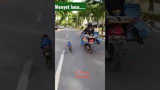 monyet balapan #shorts #monyetlucu #monyet #lucu #monyetpintar