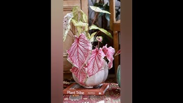 Add Artistic Touch to Your Space — Caladium Plants 🎨#shorts #indoorplants #plants #caladium #viral