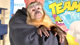 Capuchin Monkey Play Room Party