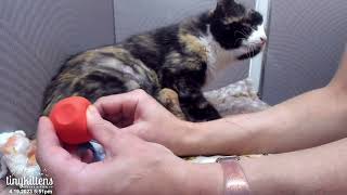 Shelly helps kitten out of sac so it can breathe