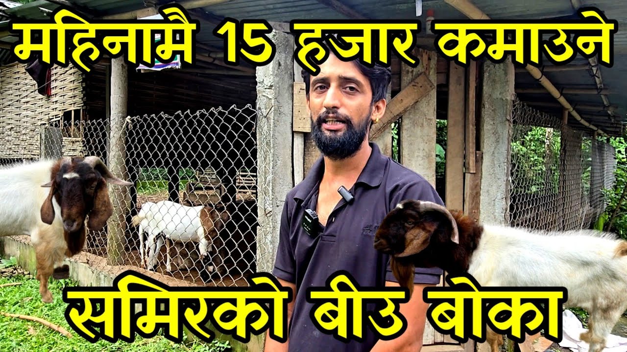 एउटै बी उ बोका देखि महिनाकै 15 हजार कमाउने समीर,घरमै बसेर बर्सकै छ लाख आम्दानी गर्दै goat farming